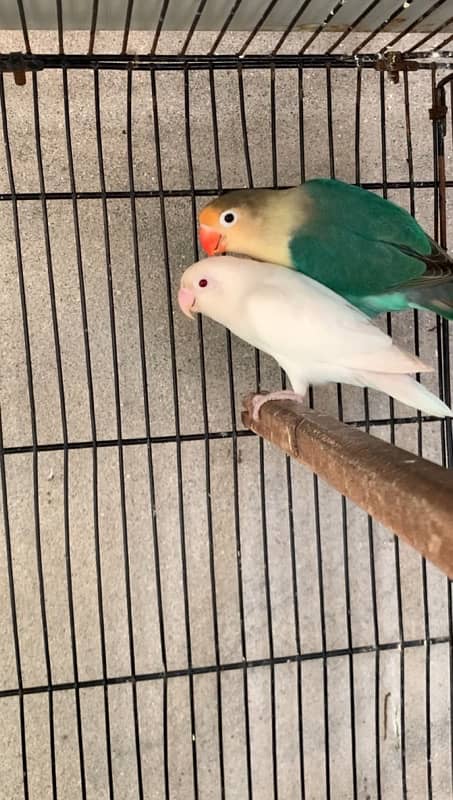 love birds breeder pair 2