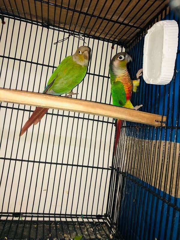 conure 0