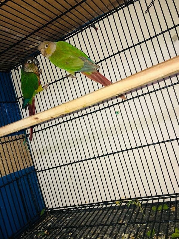 conure 1