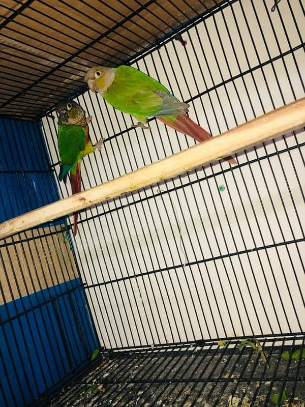 conure 2