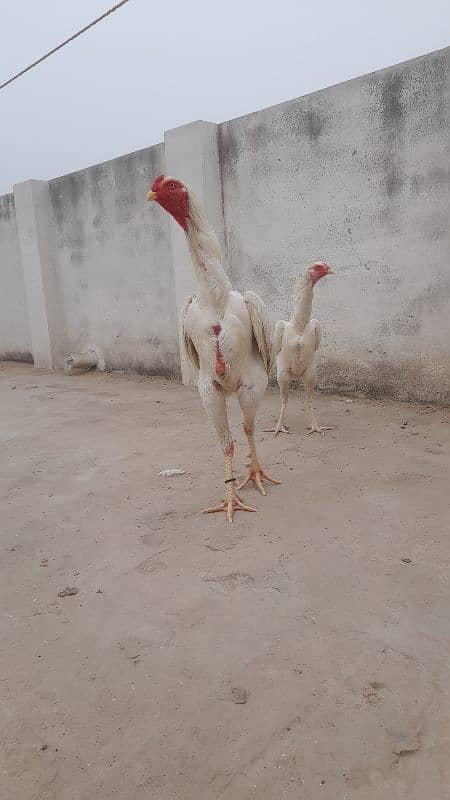 white oh shamo chicks 2