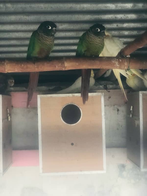 conure parrots 0