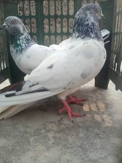 Pigeons For Sale High Flyer