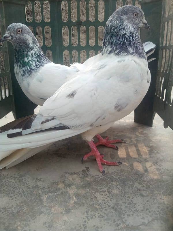 Pigeons For Sale High Flyer 0