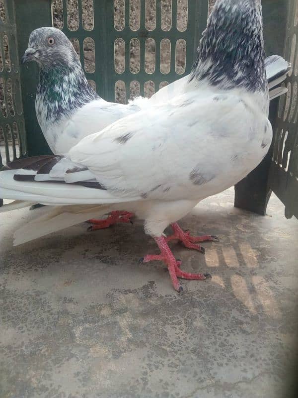 Pigeons For Sale High Flyer 1