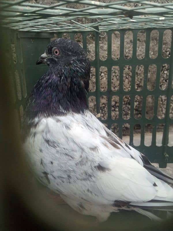 Pigeons For Sale High Flyer 5