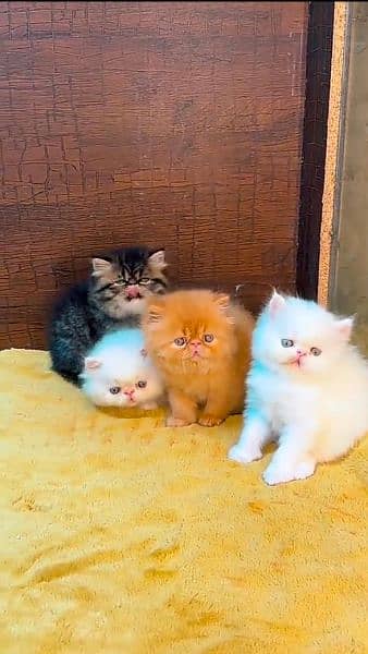 Persian cat for sale Mel aur female mein WhatsApp 0329=82=46=272 1