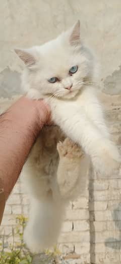 Blue Eye Persian kitten pair