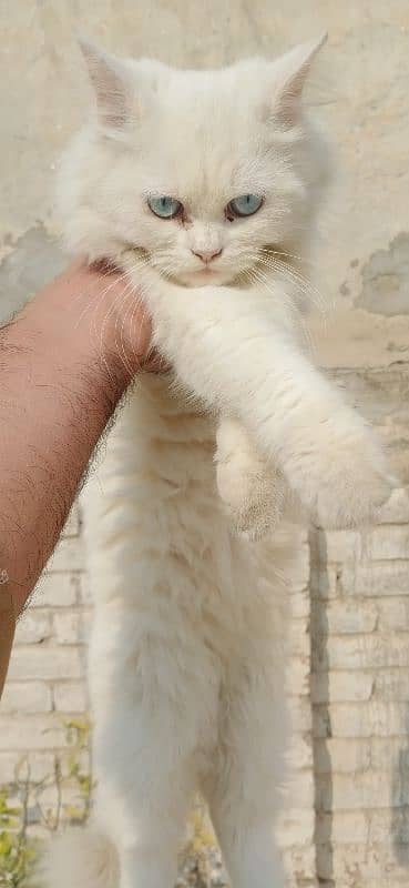 Blue Eye Persian kitten pair 5