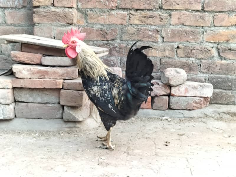 desi hens , misri hens 0