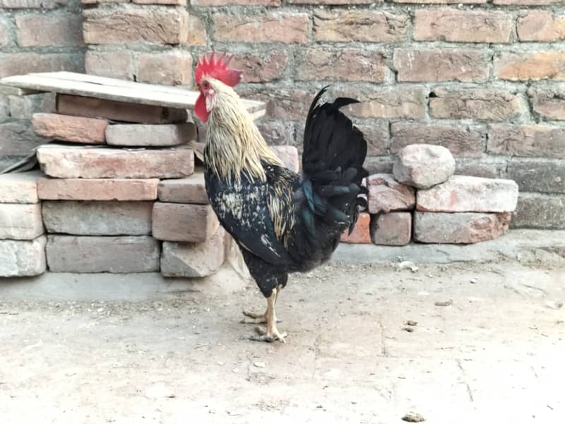 desi hens , misri hens 1