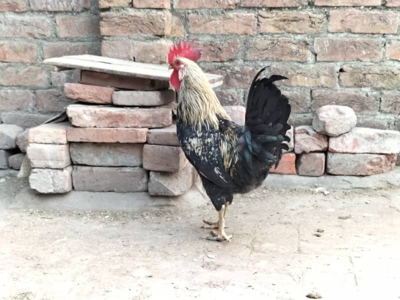 desi hens , misri hens 2