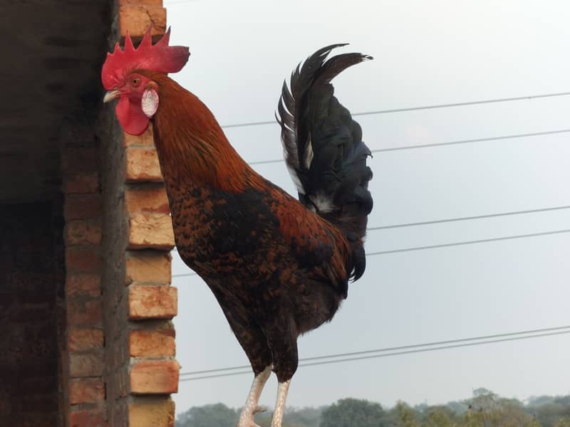 desi hens , misri hens 4