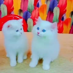 Persian cat blue eyes for sale