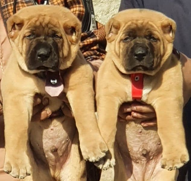 kurdas Kangal dog pair 3 months for sale security dog 0