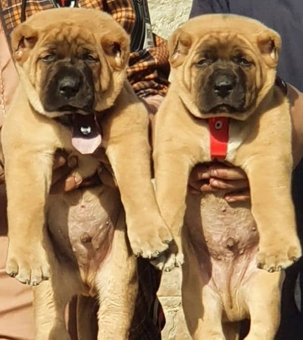 kurdas Kangal dog pair 3 months for sale security dog 1