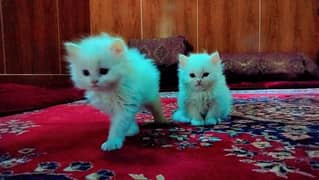 parshian cats