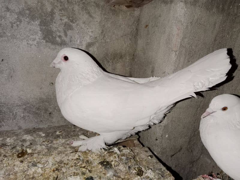 white king pigeon 0