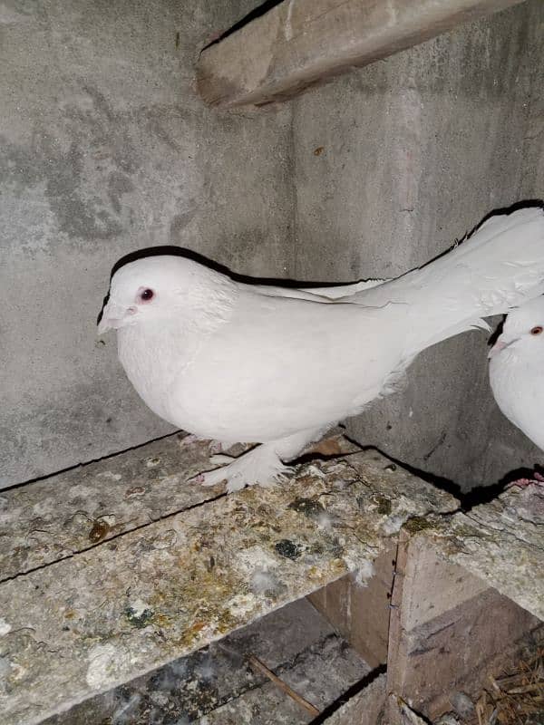 white king pigeon 1