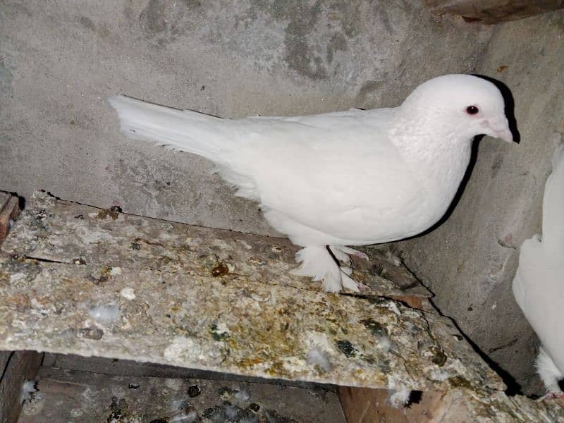 white king pigeon 2