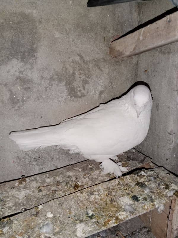 white king pigeon 3