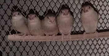 Gray java chicks & 3 Albaino males per piece 3000