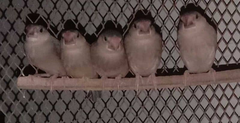 Gray java chicks & 3 Albaino males per piece 3000 0