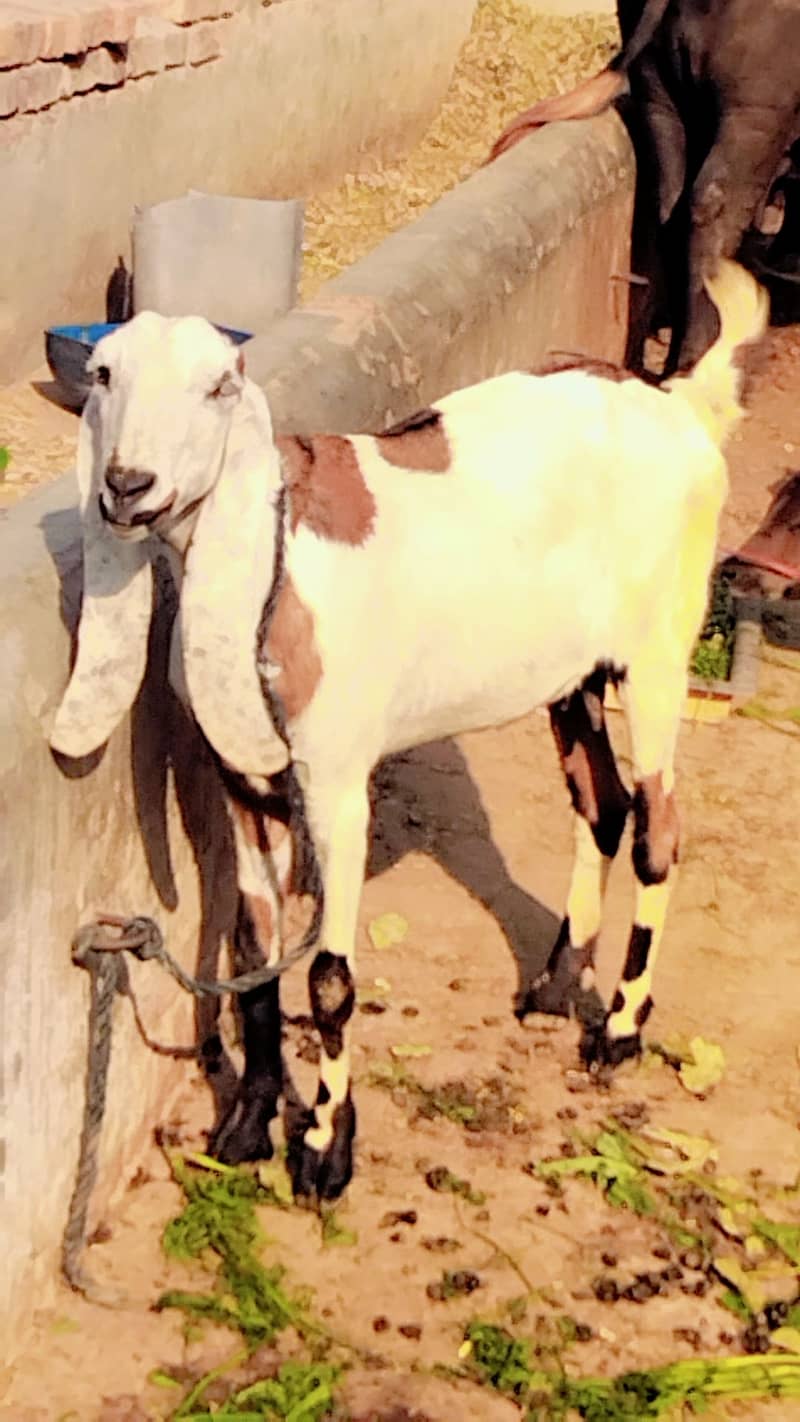 Bakri for sale 0