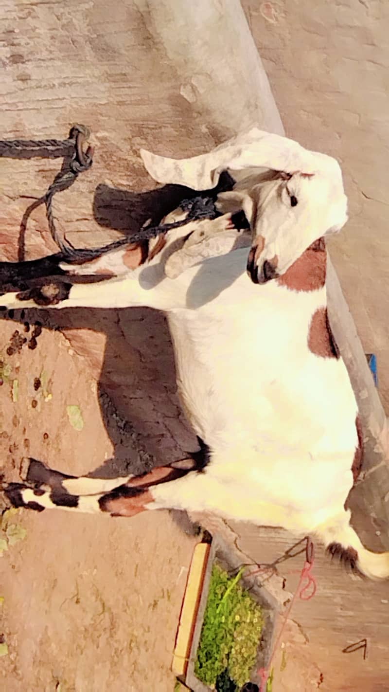 Bakri for sale 1