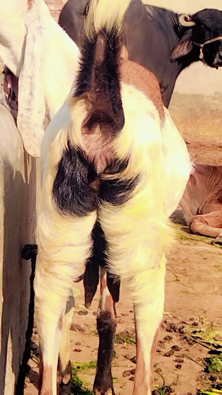 Bakri for sale 2