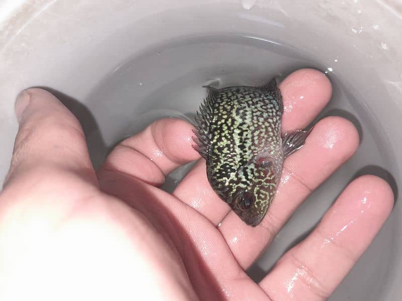 3 inch flowerhorn baby full active piece 0