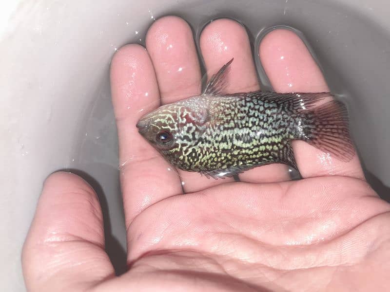 3 inch flowerhorn baby full active piece 1