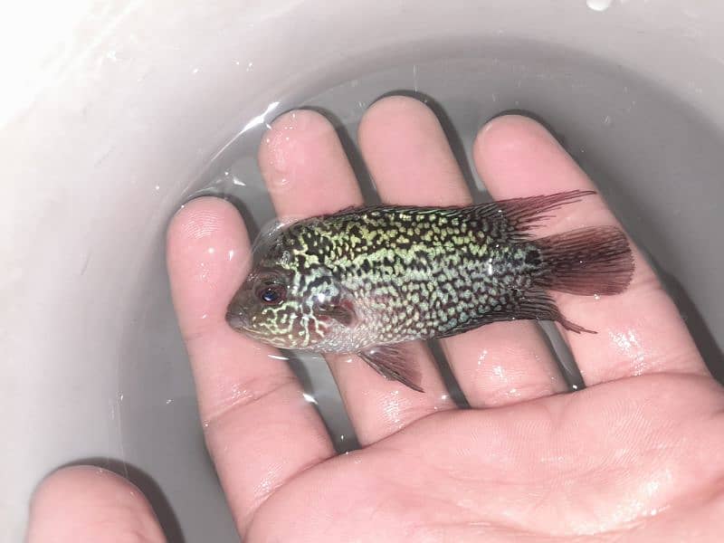 3 inch flowerhorn baby full active piece 2