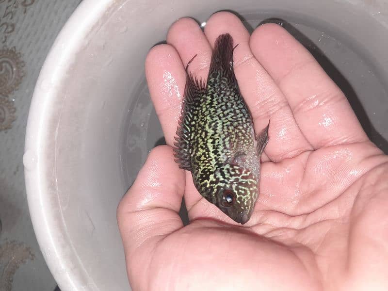 3 inch flowerhorn baby full active piece 3