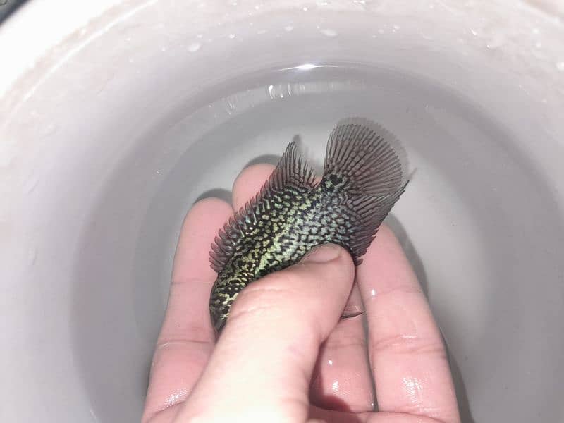 3 inch flowerhorn baby full active piece 4