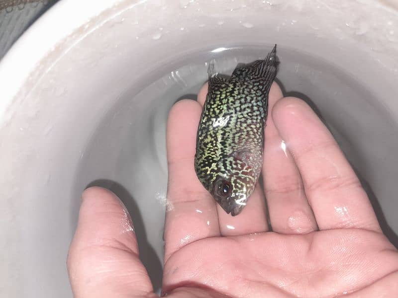 3 inch flowerhorn baby full active piece 5