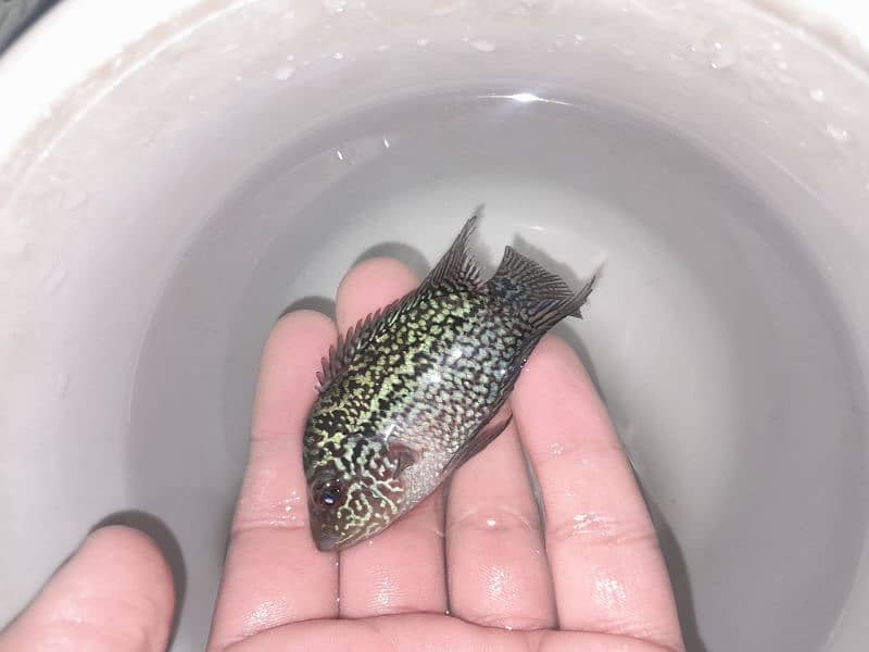 3 inch flowerhorn baby full active piece 6