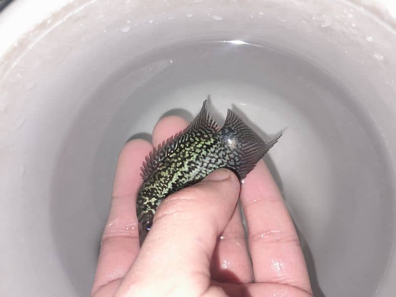 3 inch flowerhorn baby full active piece 8