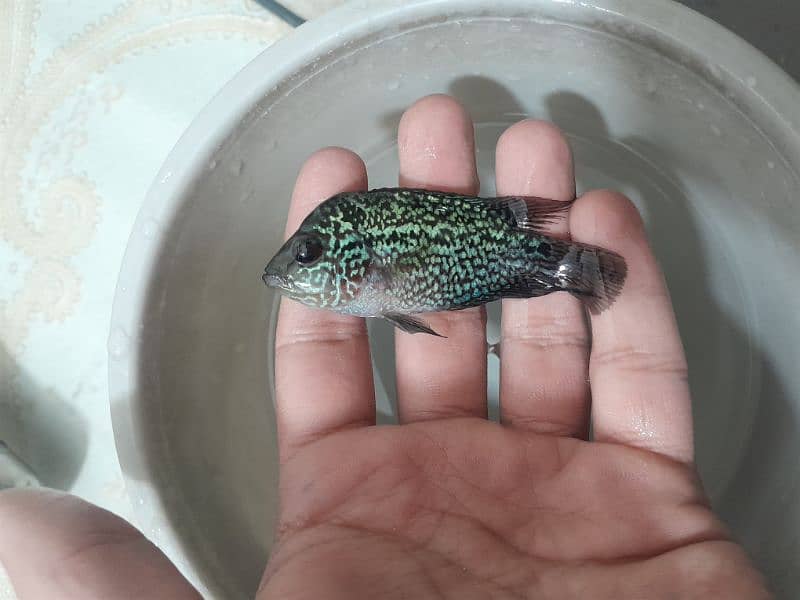 3 inch flowerhorn baby full active piece 9