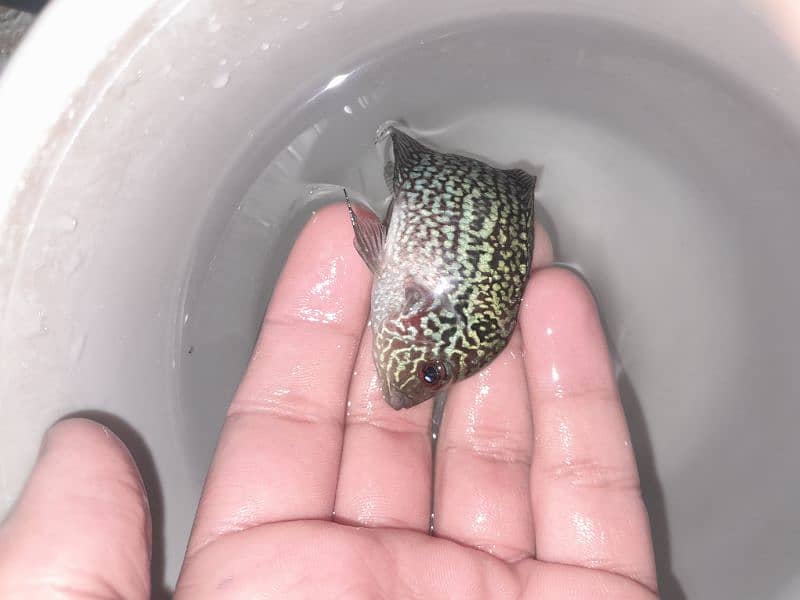 3 inch flowerhorn baby full active piece 10