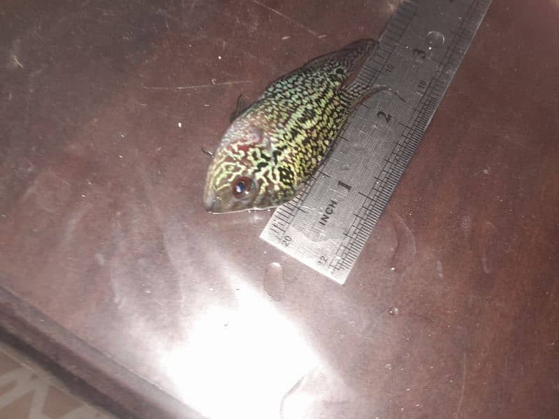 3 inch flowerhorn baby full active piece 14