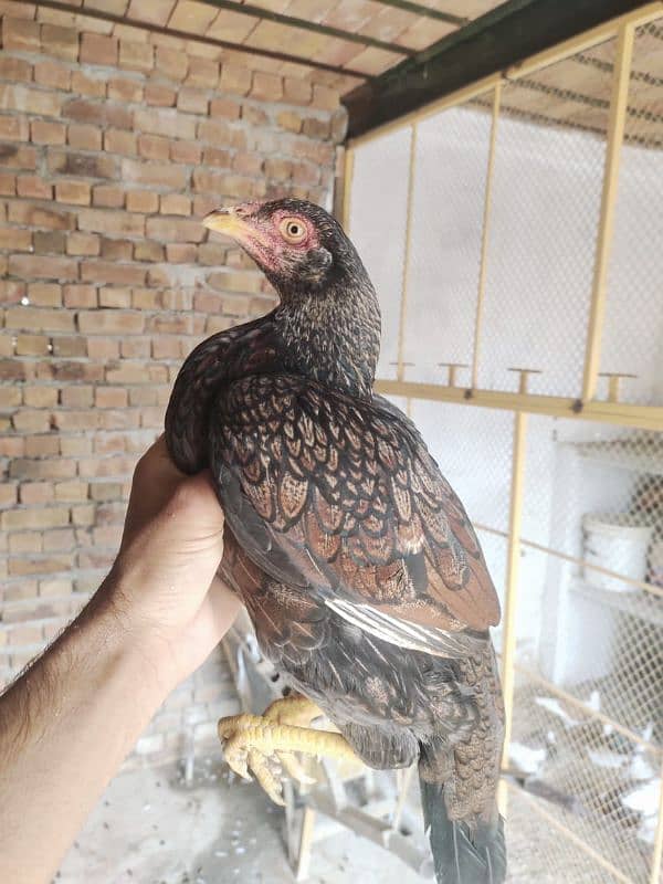 Aseel hens for sale 2