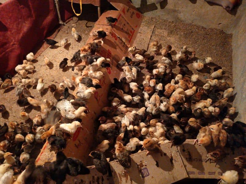 25 days chicks are available for sale just rupees 180. 0