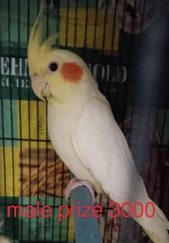 good Cockatiel