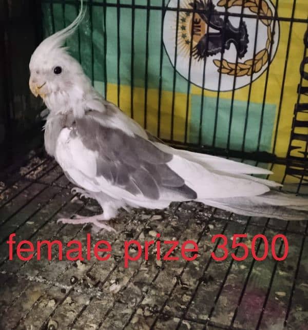 good Cockatiel 1