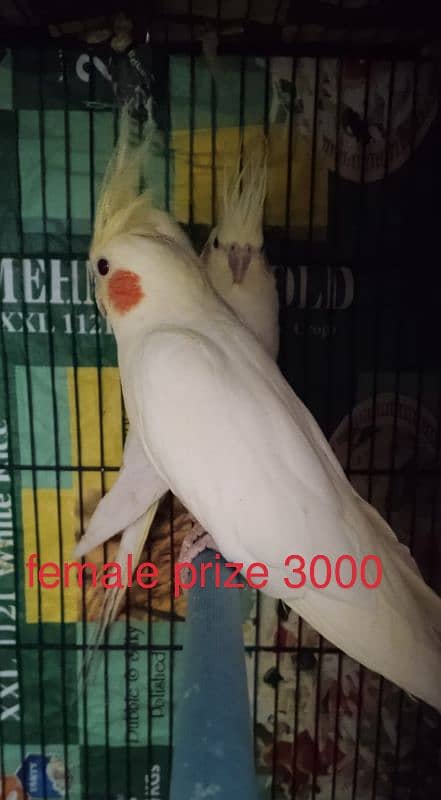 good Cockatiel 2