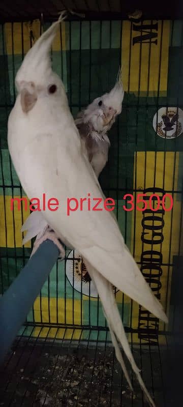 good Cockatiel 3