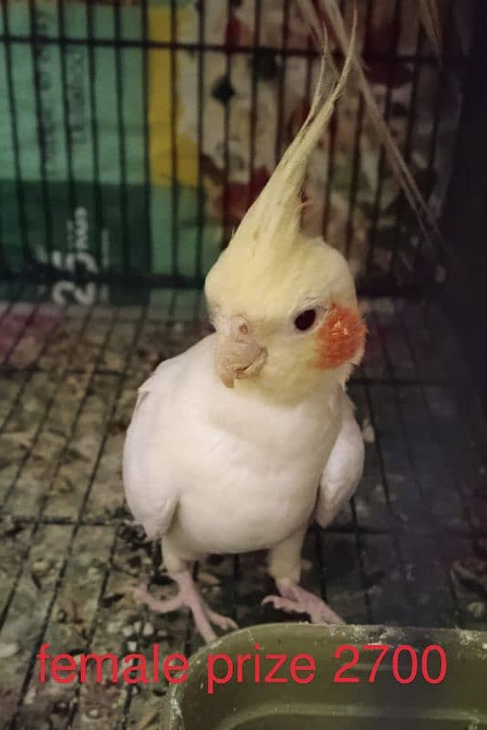 good Cockatiel 4