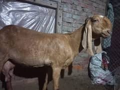 Beetal nagri Female