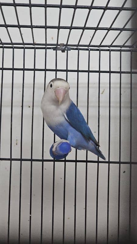 Opaline Parblue Blue Green Split Dilute Lovebirds 0